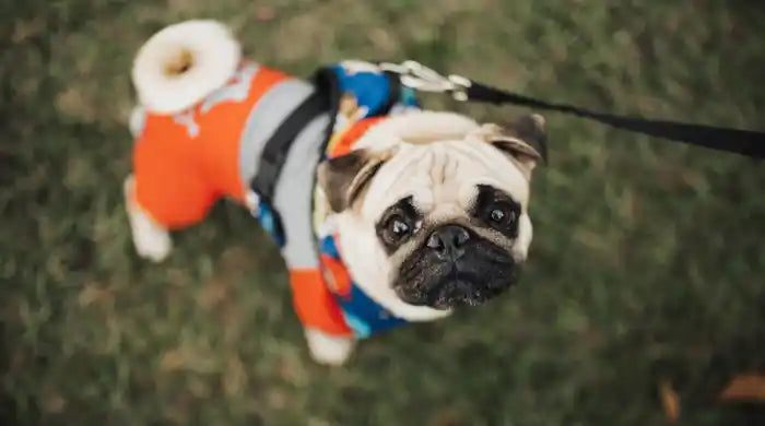 Warum zittert mein Hund