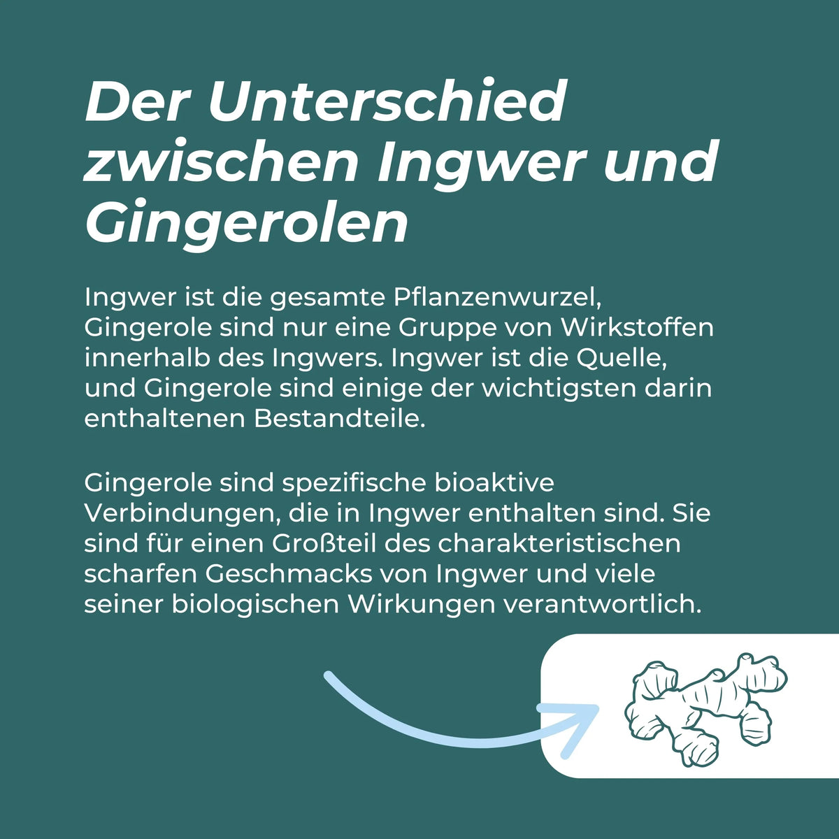 Ingwer Kapseln