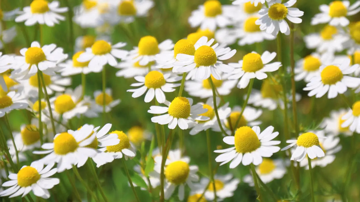 Kamillenblüten auf einem Feld 