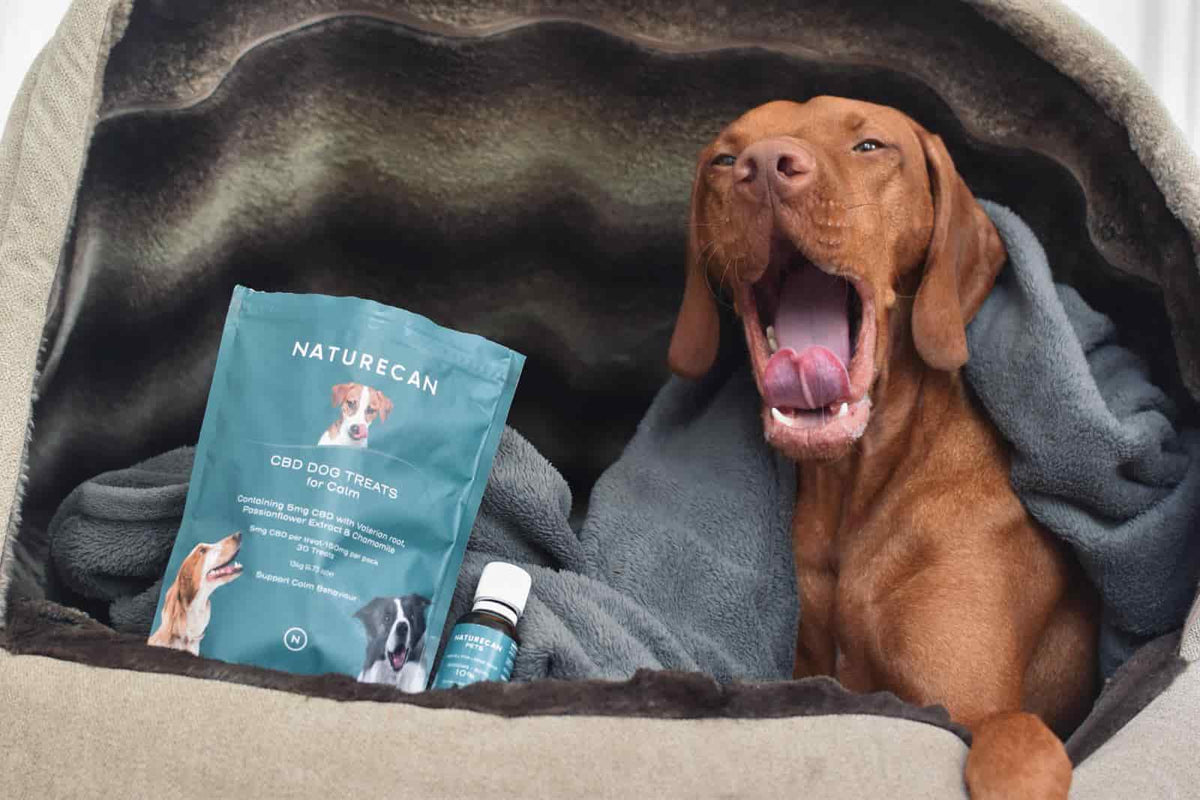  Wie lange schlafen Hunde?